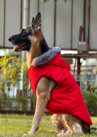 DogsMart Dog Winter Jacket Waterproof and Windproof Puffer Jacket